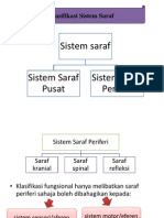 Sistem Saraf Periferi