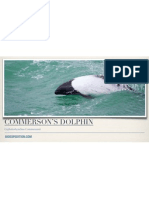 Commerson's Dolphin Facts