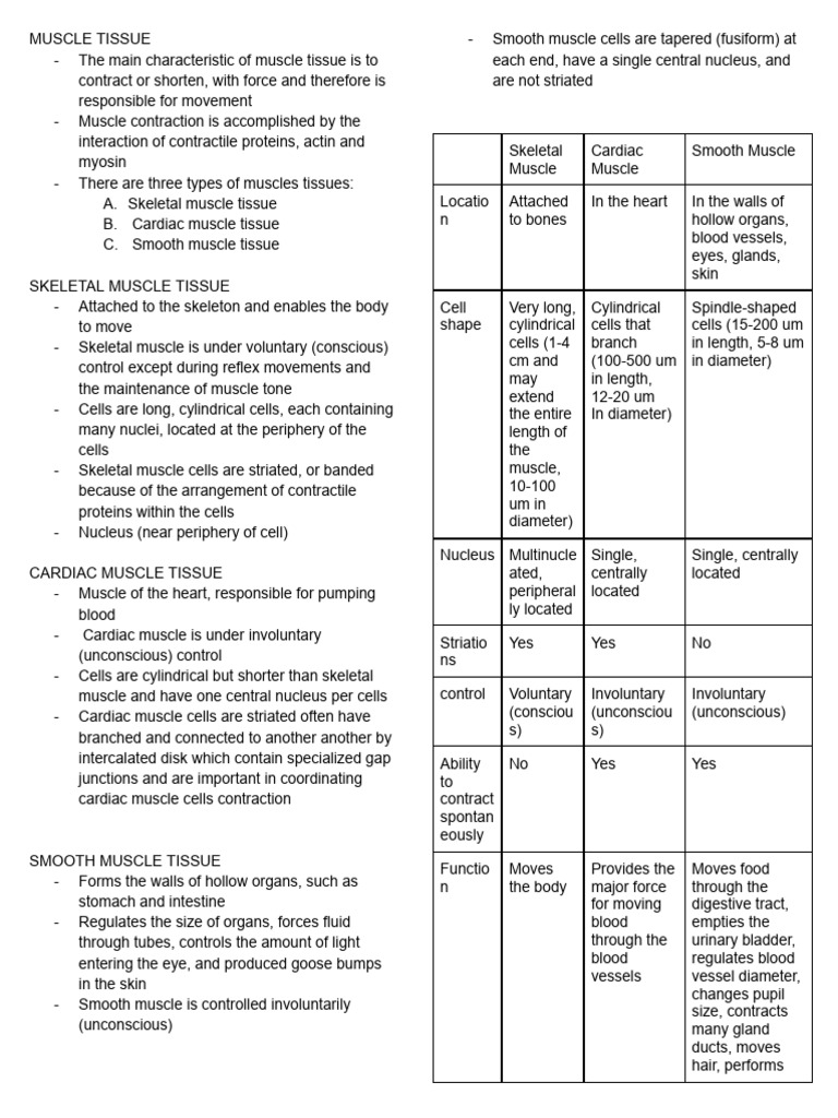 Muscular System PDF | PDF | Muscle | Muscle Contraction
