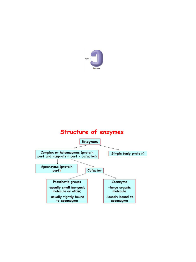 Note On Enzymes For Students | PDF | Enzyme | Enzyme Inhibitor