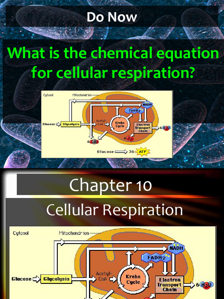 DLCopy of Bio 1-1 Cell Respiration Fermentation | PDF | Cellular ...