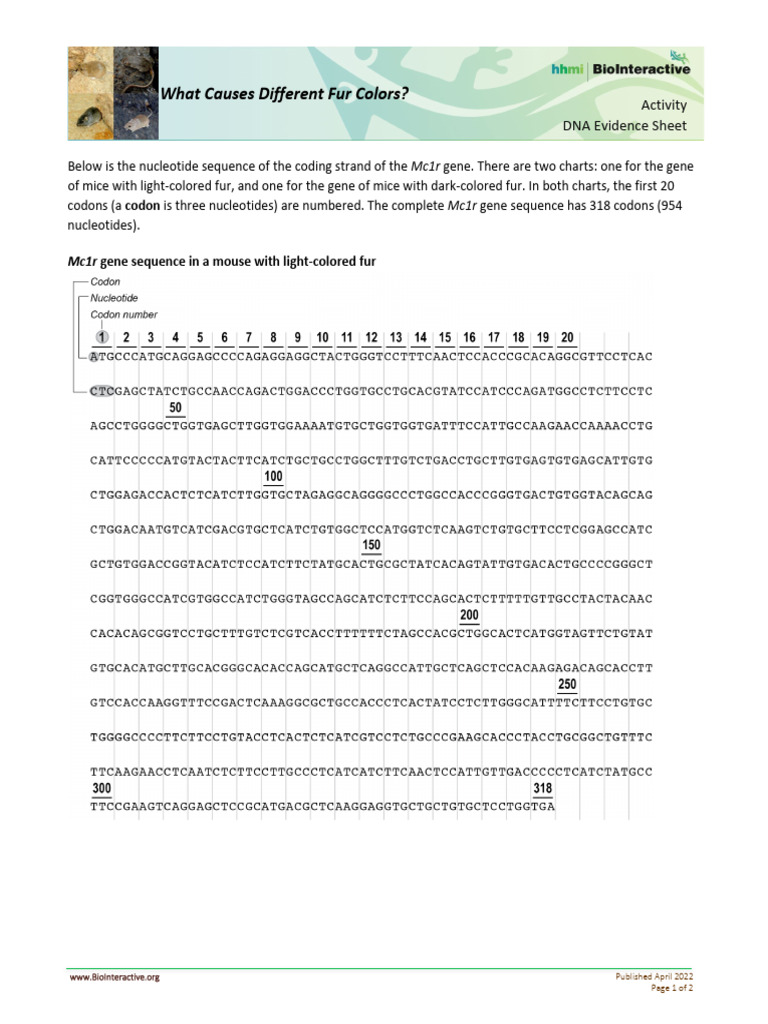 DNA Evidence Sheet | PDF