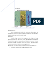 Streptococcus Pyogenes