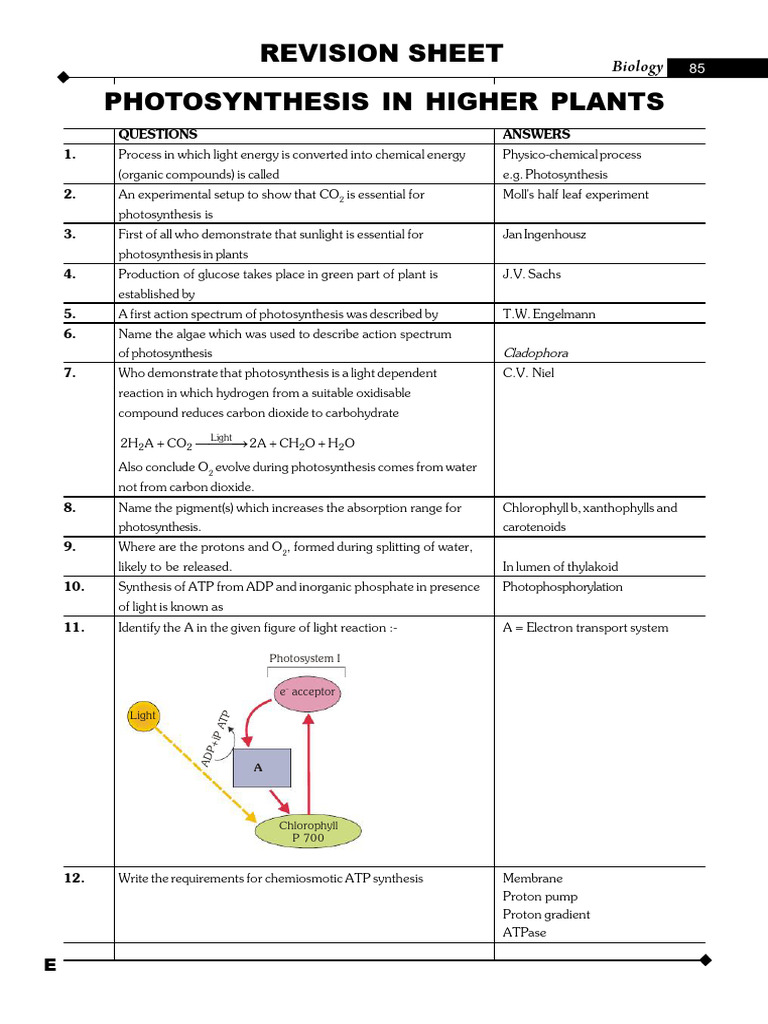 Photosynthesis Revision Sheet | PDF | Photosynthesis | Chlorophyll