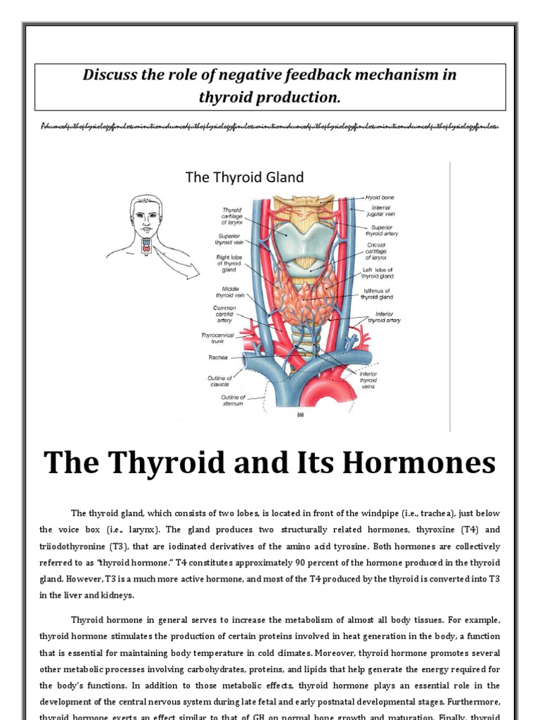 Discuss the Role of Negative Feedback Mechanism in Thyroid Production