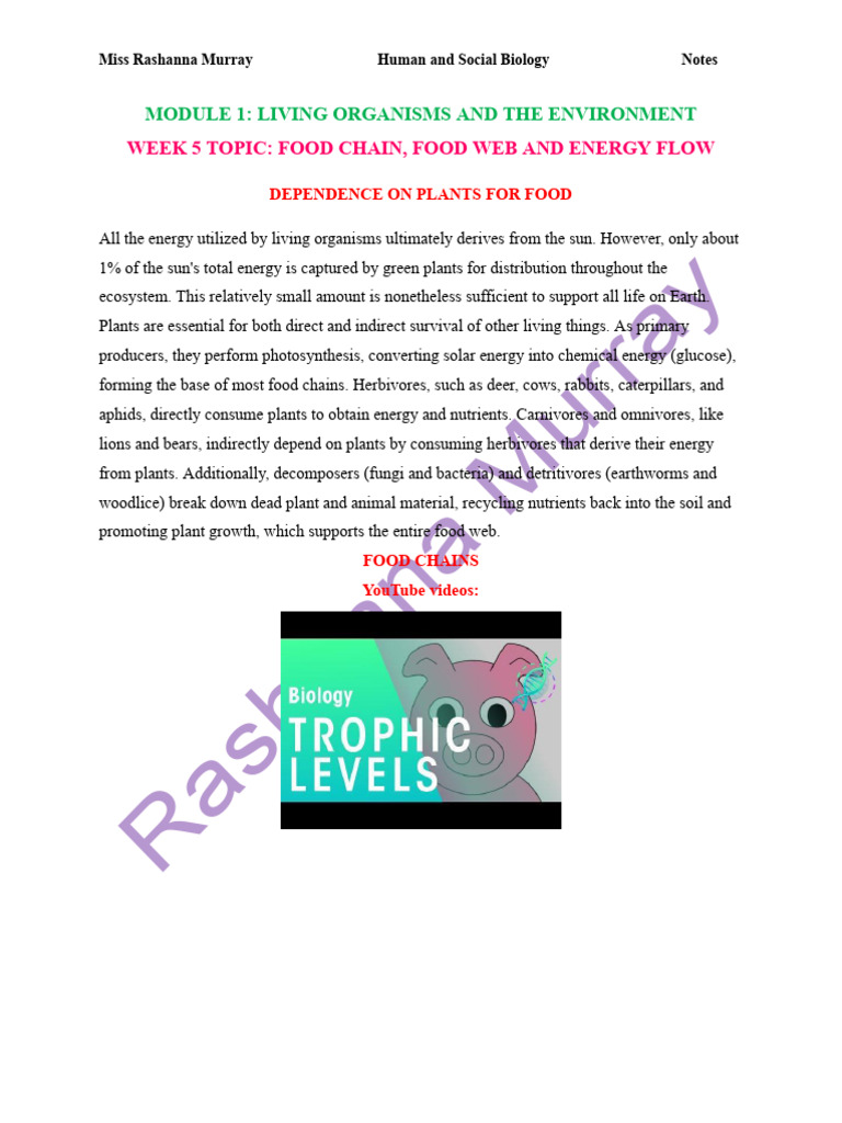 Human and Social Biology - Notes - Food Chains, Food Web, Energy ...