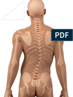 Manual para melhorar a postura e as dores nas costas de maneira natural (www.quiropraxiasp.com) 