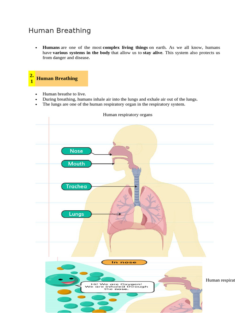 Human Breathing Bab 2 Aaksya | PDF | Respiratory System | Breathing