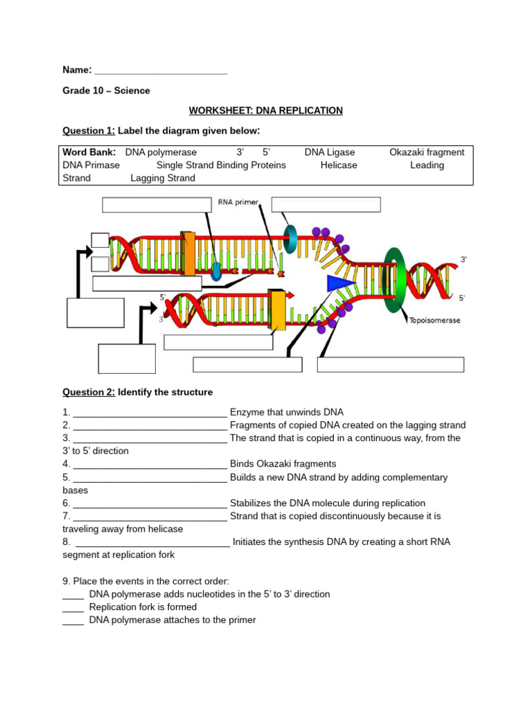 Grade 10 - Science - DNA Replication | PDF