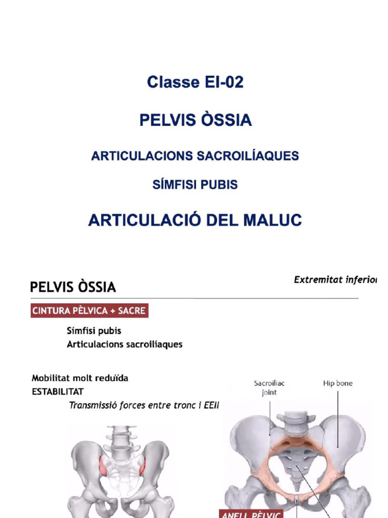 ALO B7 - 2. Pèlvis Òssia I Articulació Del Maluc | PDF