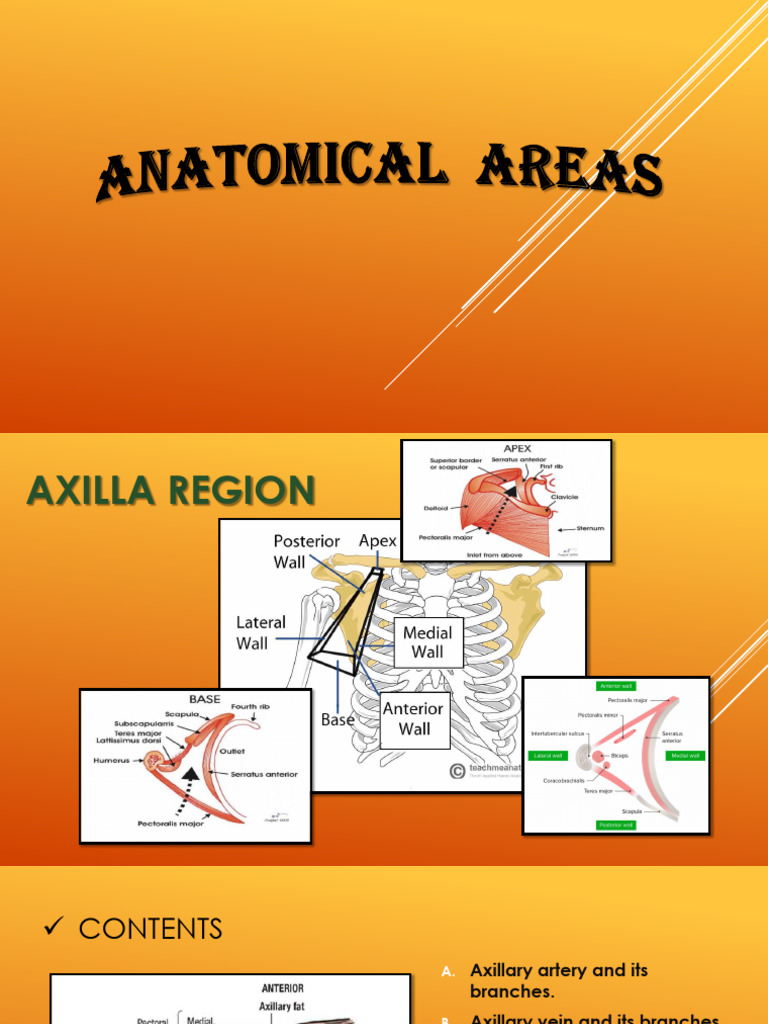Anatomical Areas 1 | PDF