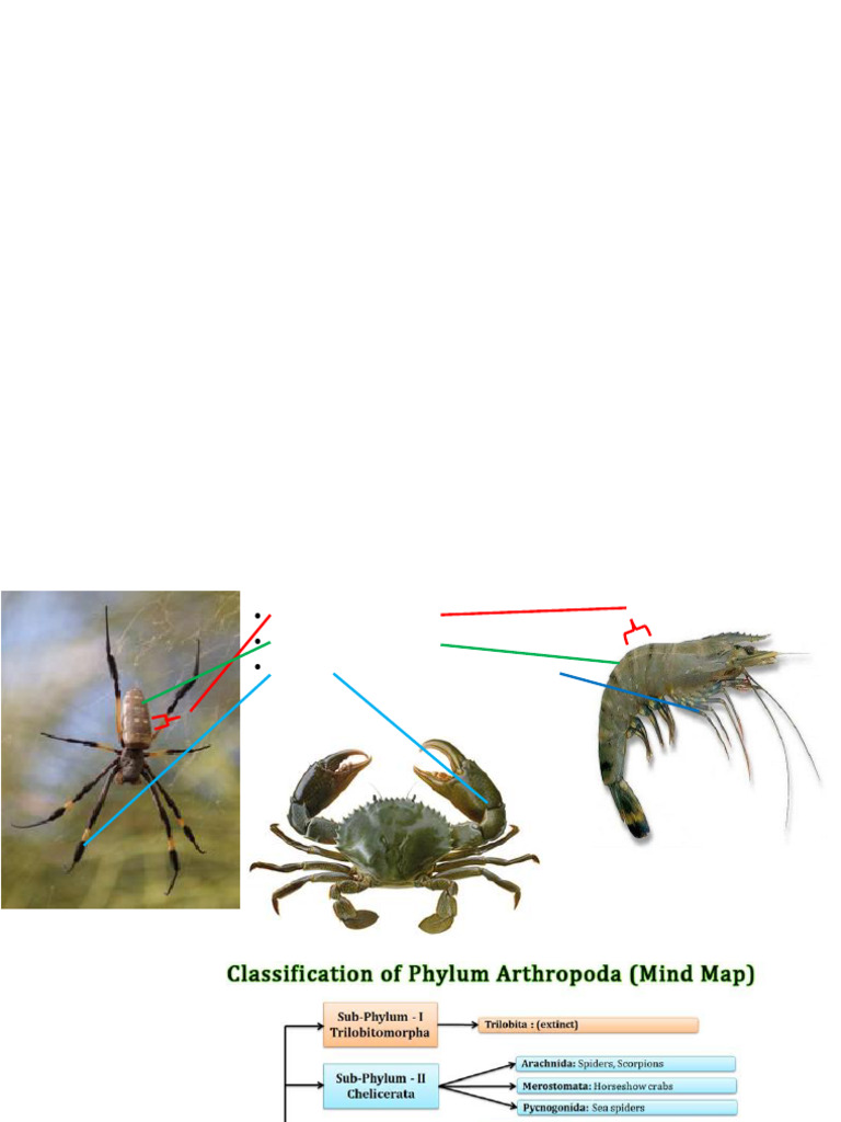 Classification of Insects With Image-1-5 | PDF