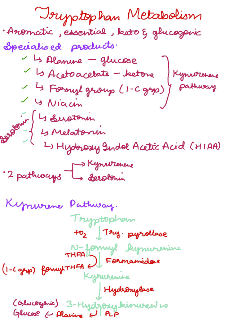 Tryptophan Metabolism | PDF