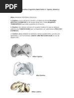Download Anatoma comparativa Esqueleto Axial Parte II  Equino by Alice Felina SN100369195 doc pdf