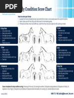 Royal Canin Body Condition Score Charts | PDF | Abdomen | Pelvis
