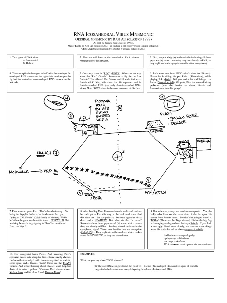 RNA Virus Mnemonics Explained | PDF | Virus | Rna