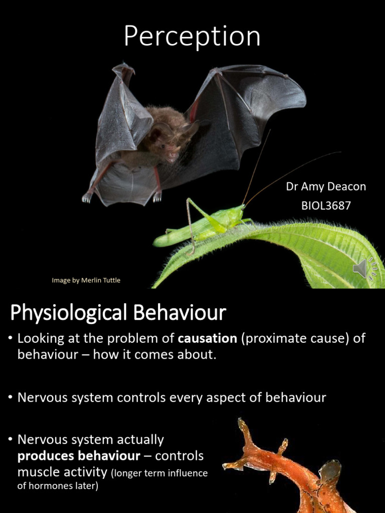 Lecture 4 - Perception 2022 | PDF | Neuron | Stimulus (Physiology)