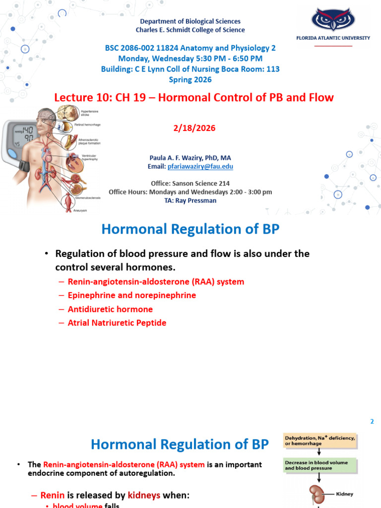 Lec 10 CH19 - Circulatory System - Hormonal Control of BP - Sp26 | PDF ...