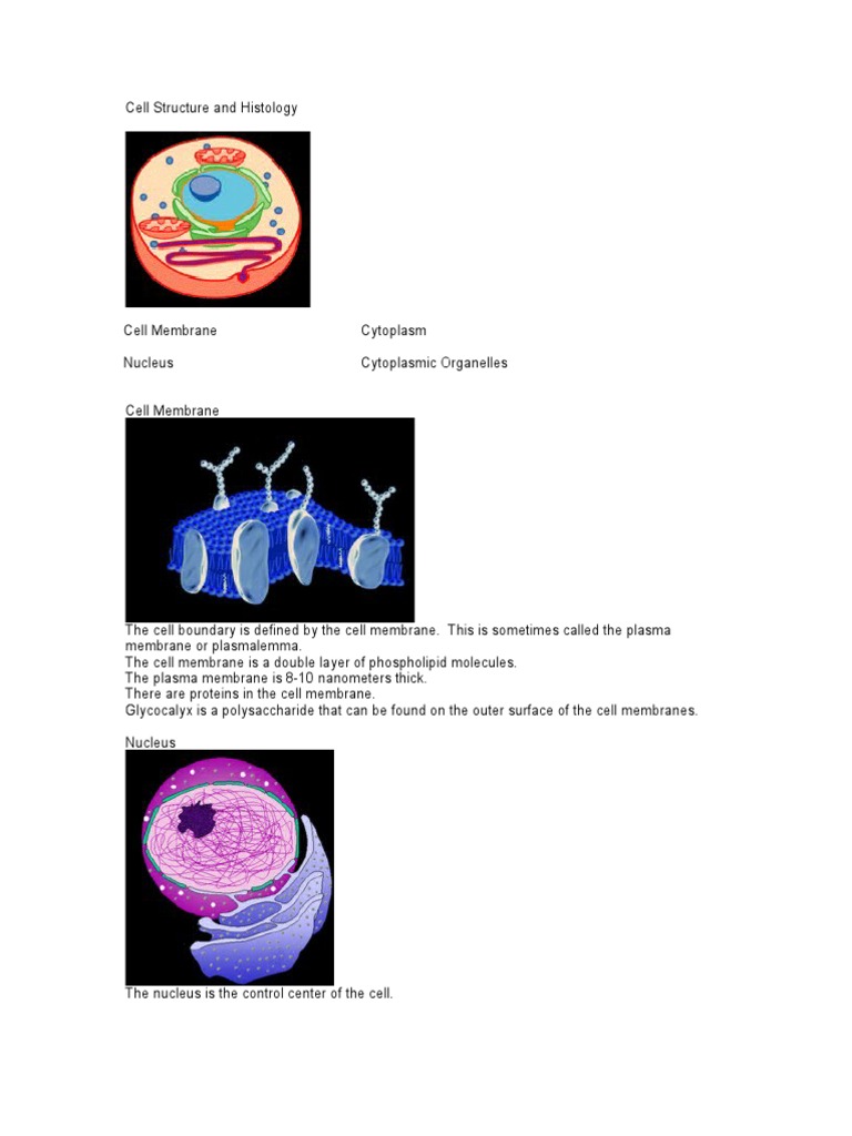 Cell Structure and Organelles Overview | PDF | Endoplasmic Reticulum ...