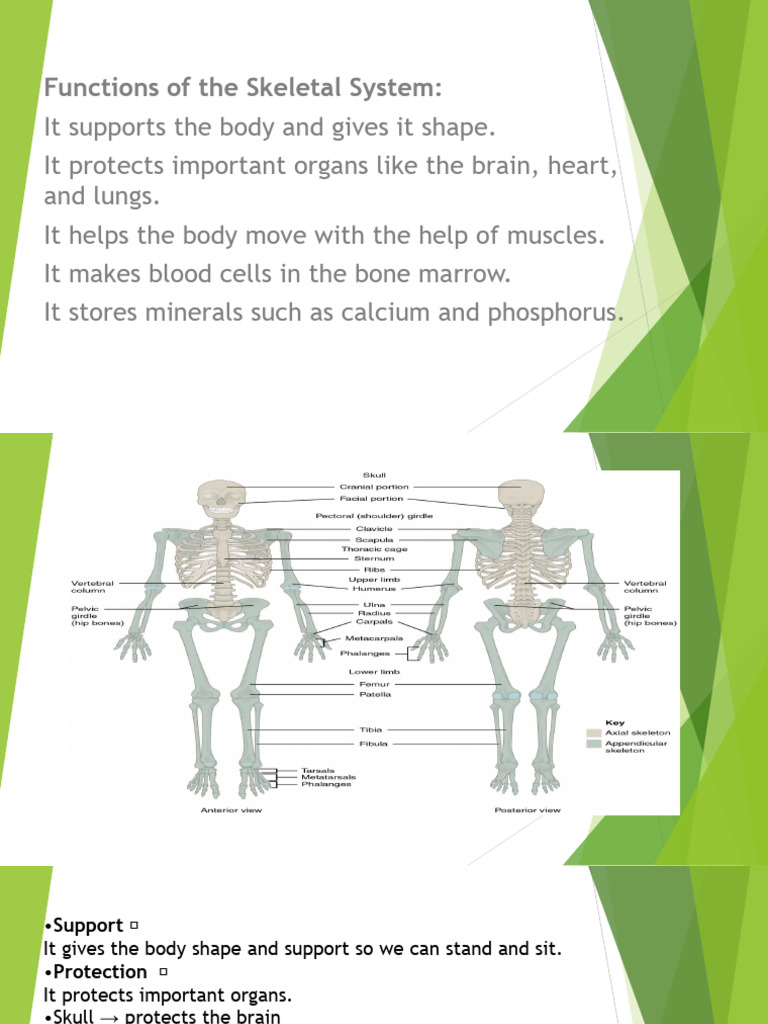 Skeletal System | PDF