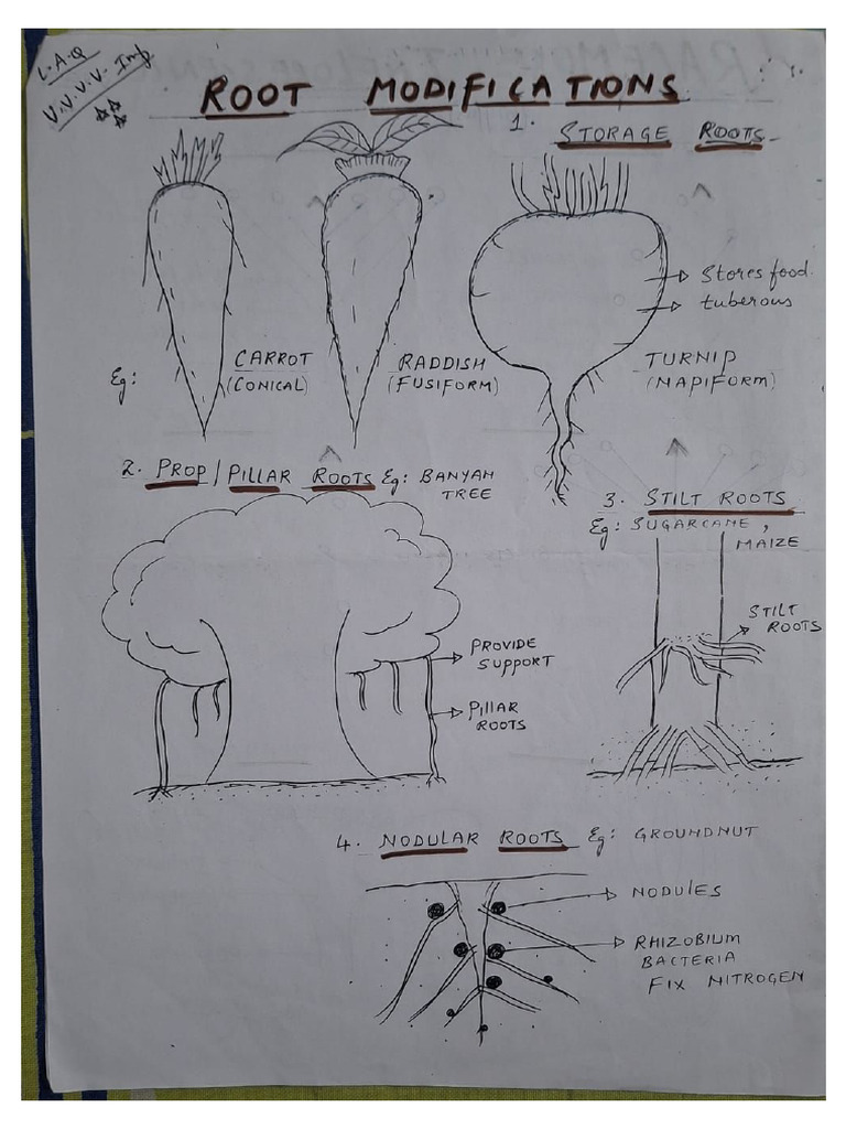 Botany 1st Year Important Diagrams | PDF