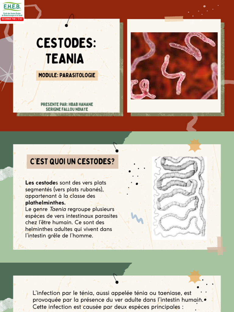 Cestodes Tenia | PDF