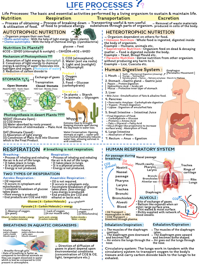 Life Processes - 20260118 - 165143 - 0000 | PDF | Digestion | Nutrition