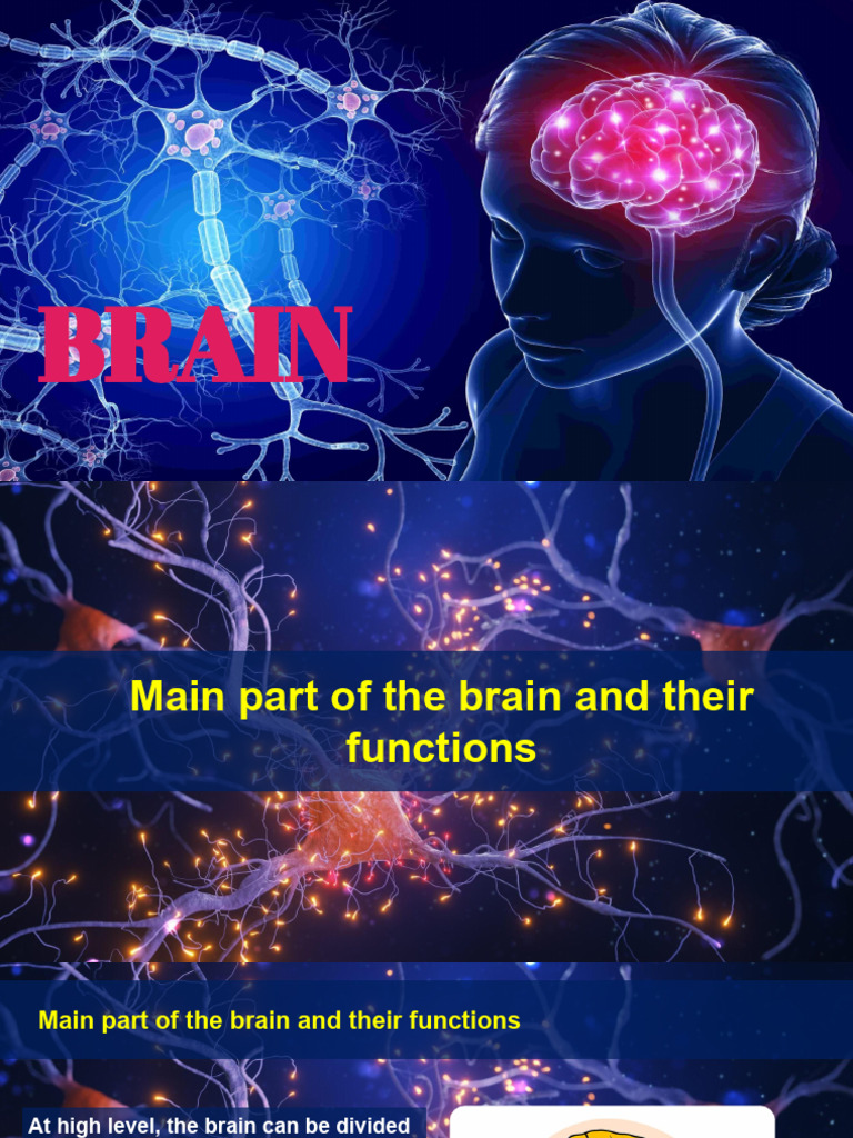 Nervous System - CNS 02 | PDF | Cerebrum | Brainstem
