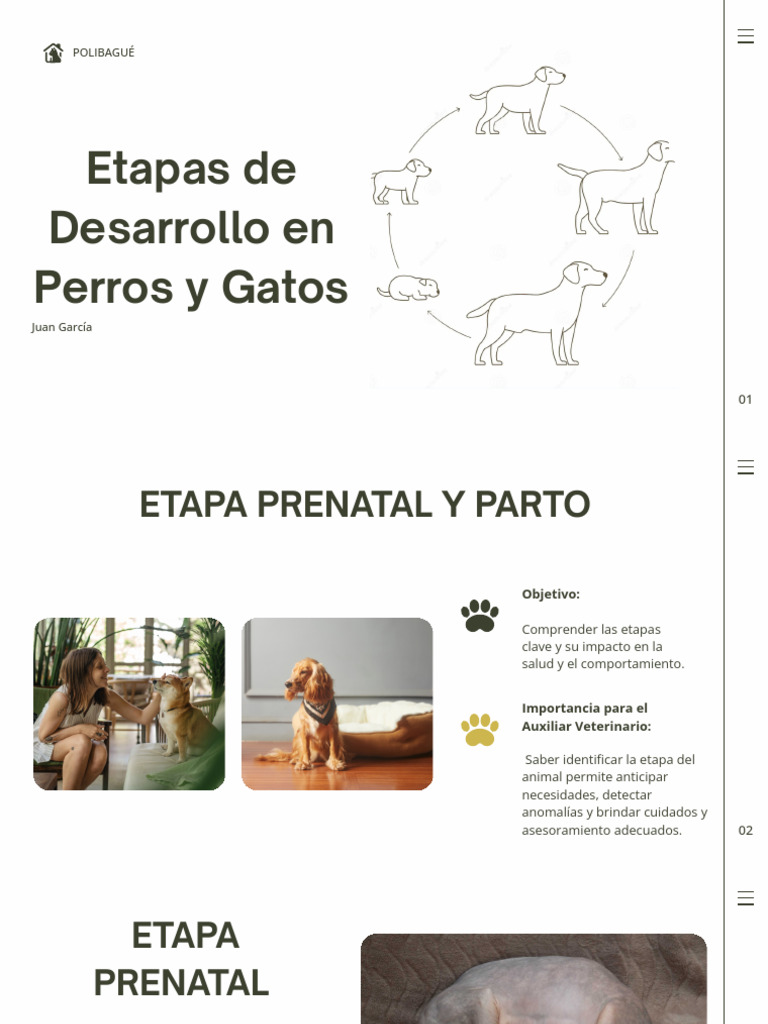 Etapas de Desarrollo en Perros y Gatos | PDF | Parto | Perros