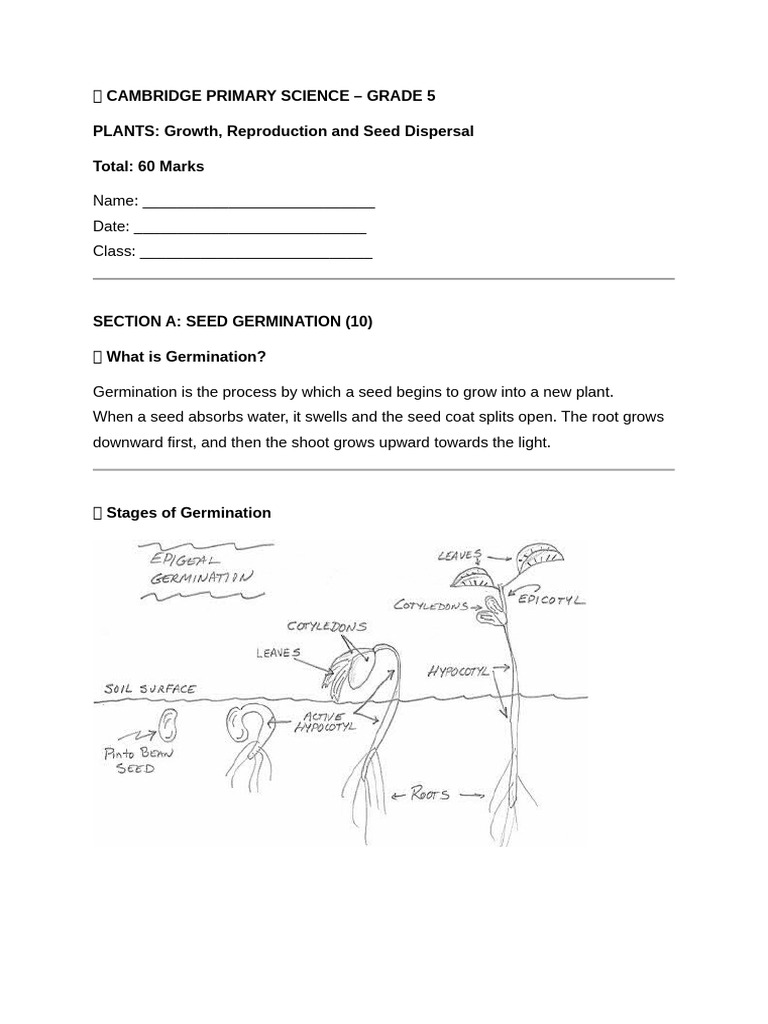 Science Revision Worksheet | PDF | Seed | Flowers