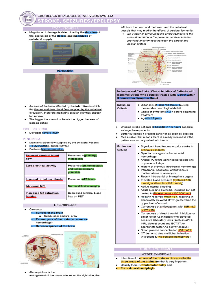 LEC 3 - Stroke, Seizures - Epilepsy | PDF | Stroke | Epilepsy