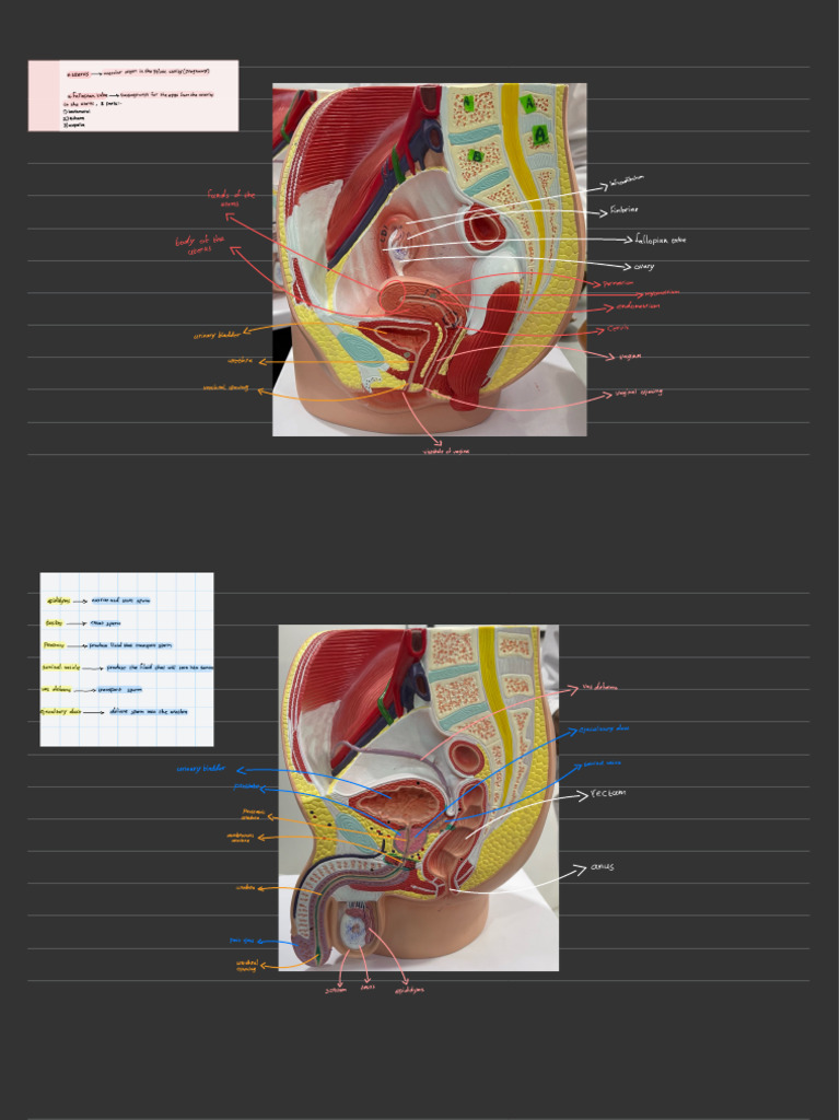 1-Anatomy of Genital Organs. (Practical) | PDF | Uterus | Testicle