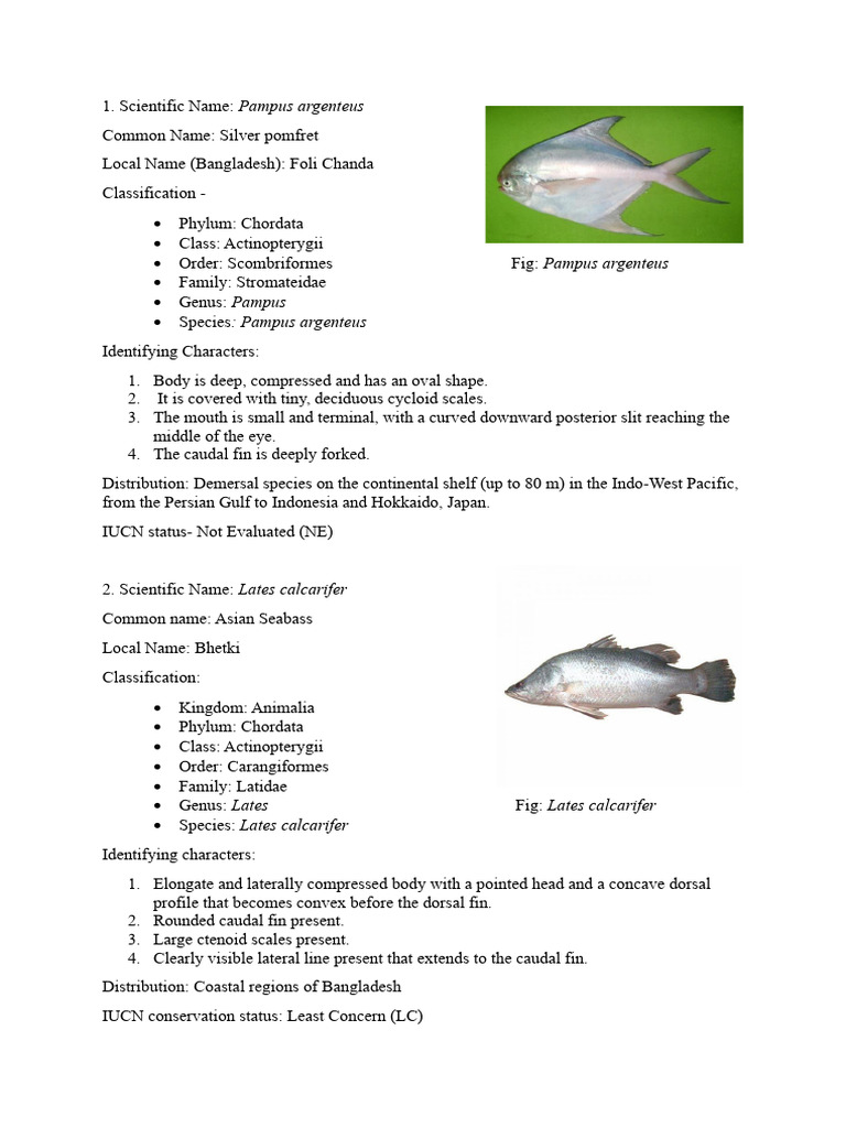 Study of Commercially Important Marine Organism. | PDF | Fish