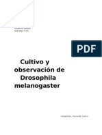 Informe Drosophila melanogaster