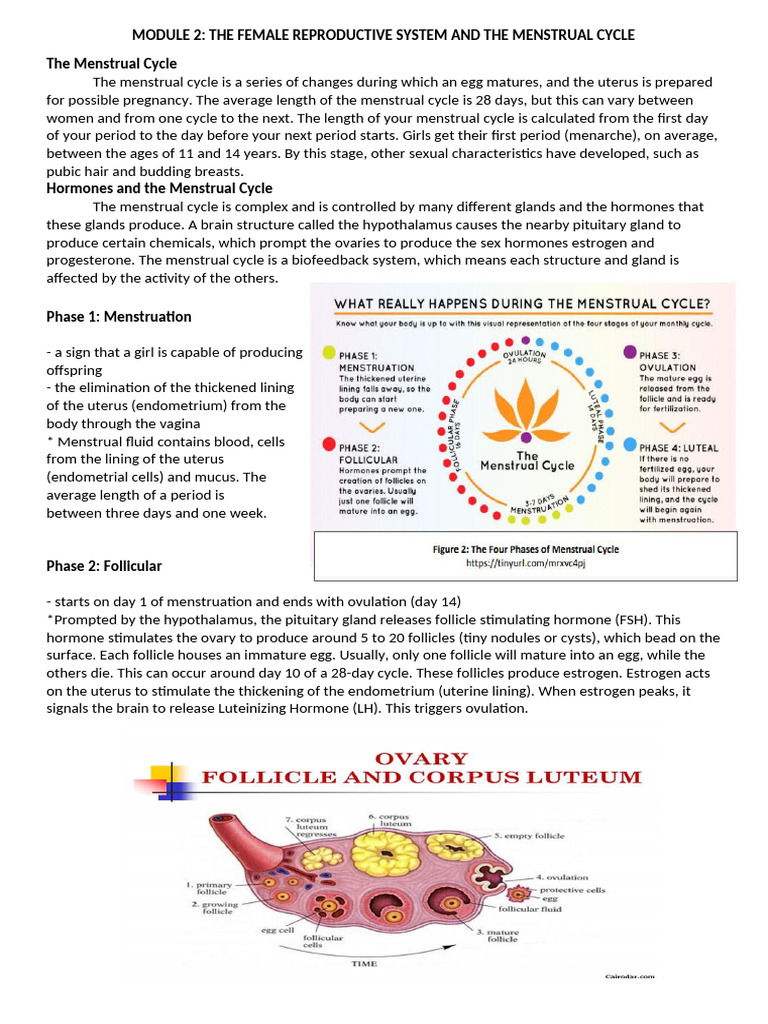 Module 2 The Menstrual Cycle | PDF | Menstrual Cycle | Individual Mammals