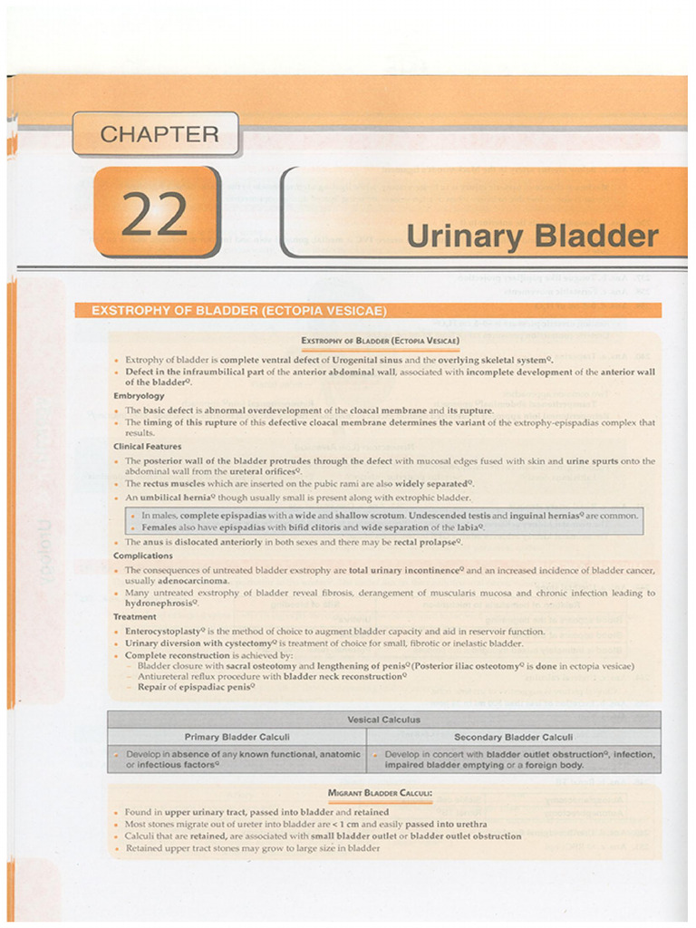 Urinary Bladder | PDF