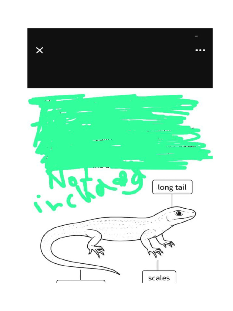 Lizards You Are Scared of | PDF