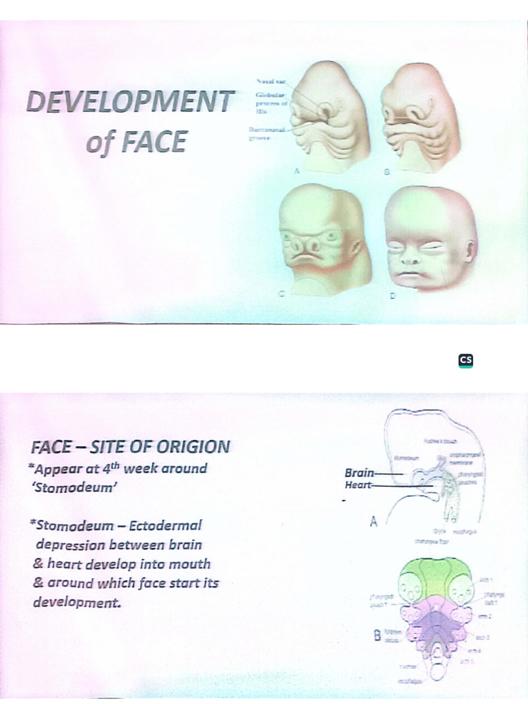 Face Development | PDF