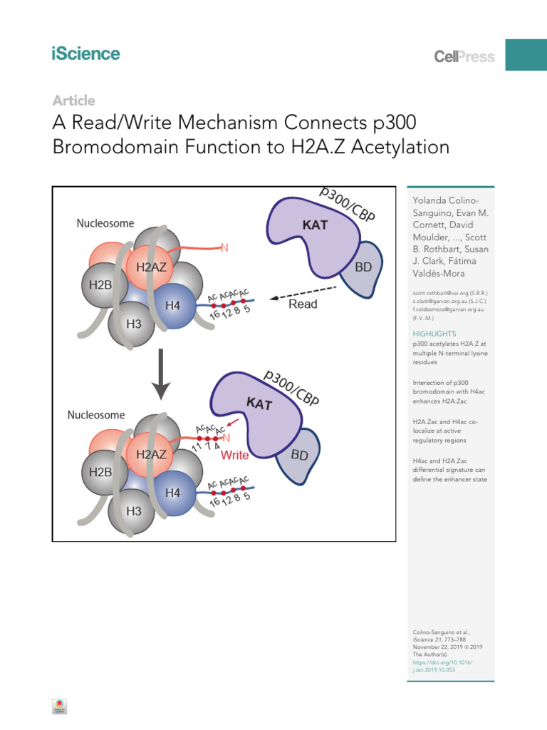 A Read, Write Mechanism Connects p300 Bromodomain Function To H2A.Z ...