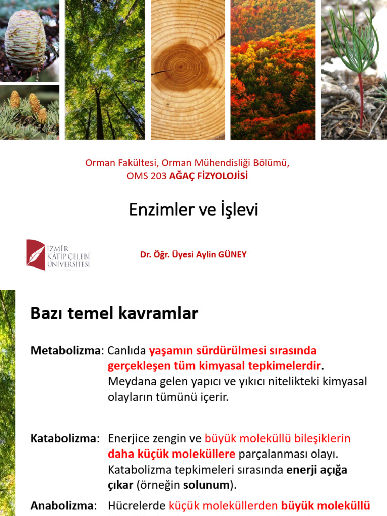 12 Oms203 Agac Fizyolojisi Enzimler Ve Solunum | PDF
