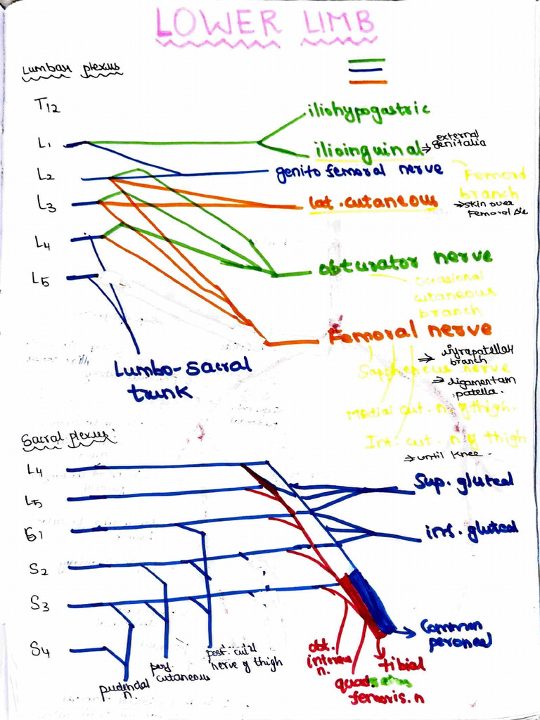 Lower Limb Notes | PDF