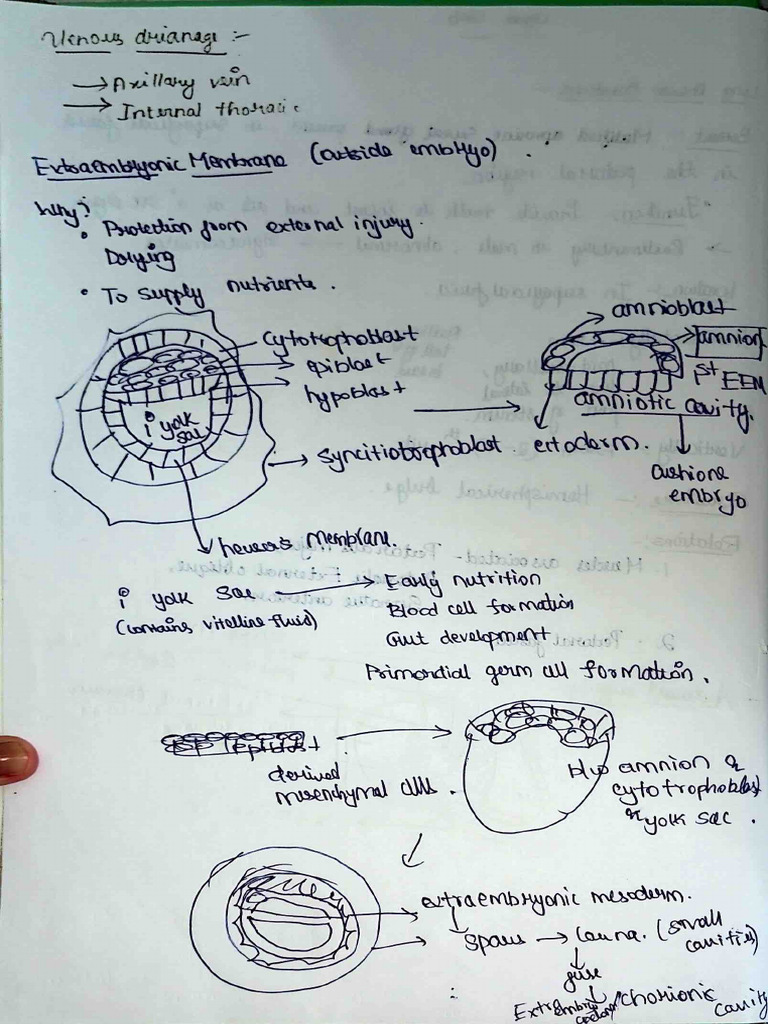 Embryology Anatomy | PDF