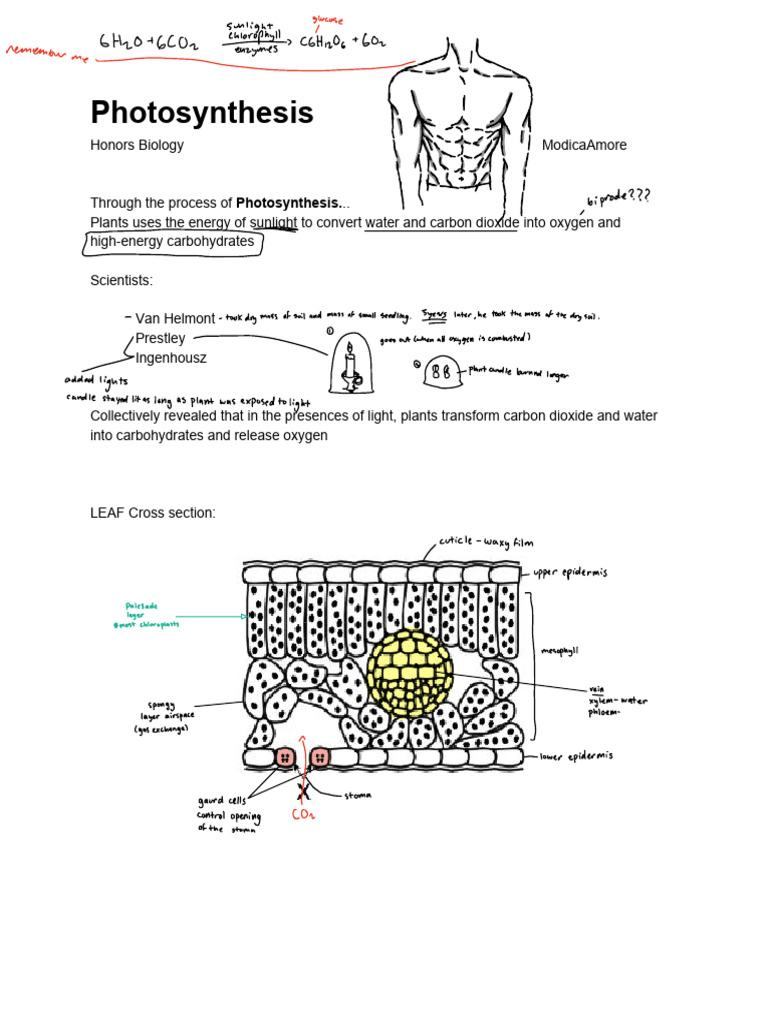 Photosynthesis Notes 18 | PDF | Photosynthesis | Biochemistry