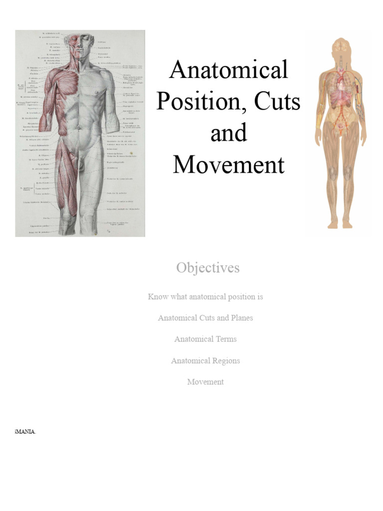Anatomical Position, Cuts and Movement - BI-150-AB-26-SP Anatomy ...