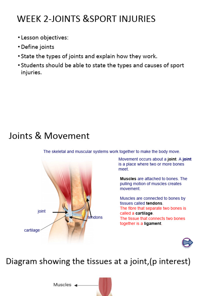 Week 2 (t2) - Joints & Sport Injuries, 2025 - 2026 | PDF | Joint ...