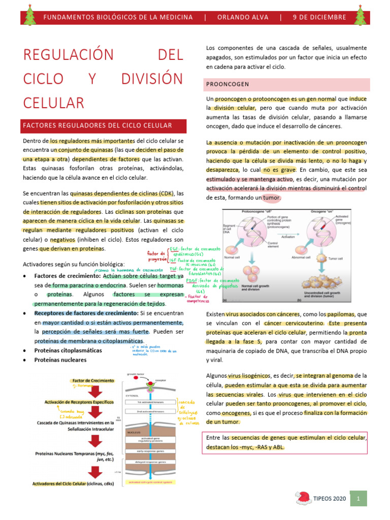 Regulación del ciclo y división celular | PDF | Mitosis | Ciclo celular