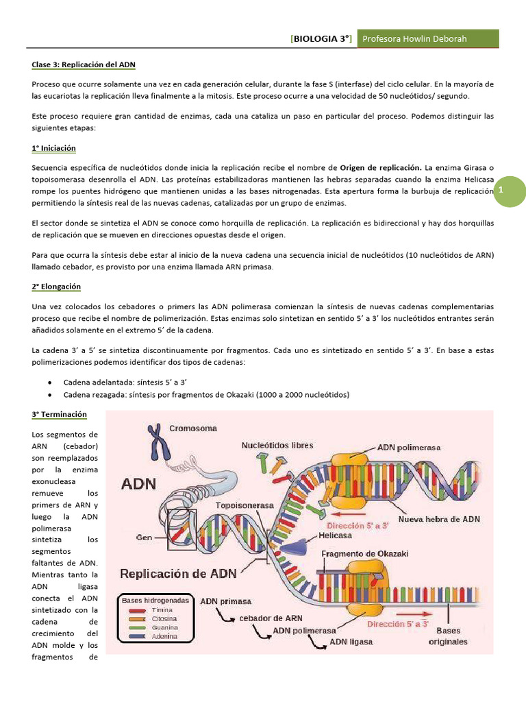 Clase 3 Replicacin Del ADN | PDF | Replicación De Adn | Primer ...