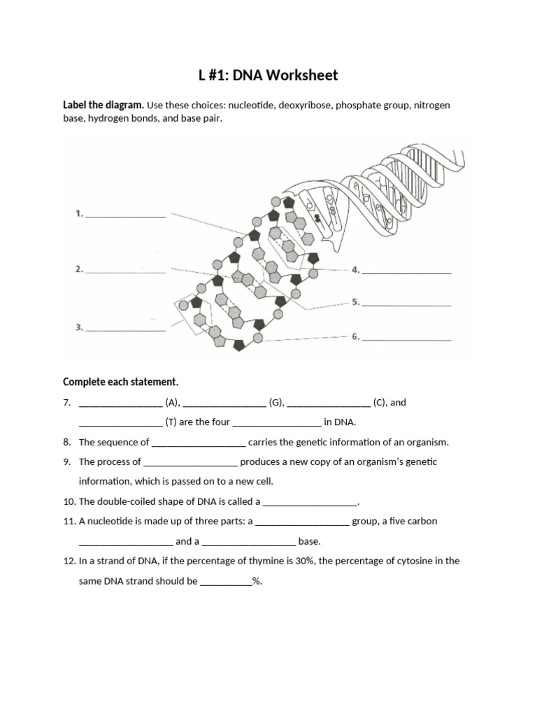 Lesson 1 DNA Worksheet | PDF
