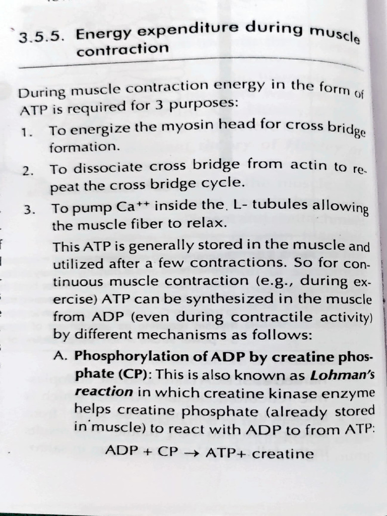 Energy Source of Muscular Contraction | PDF | Cellular Respiration ...