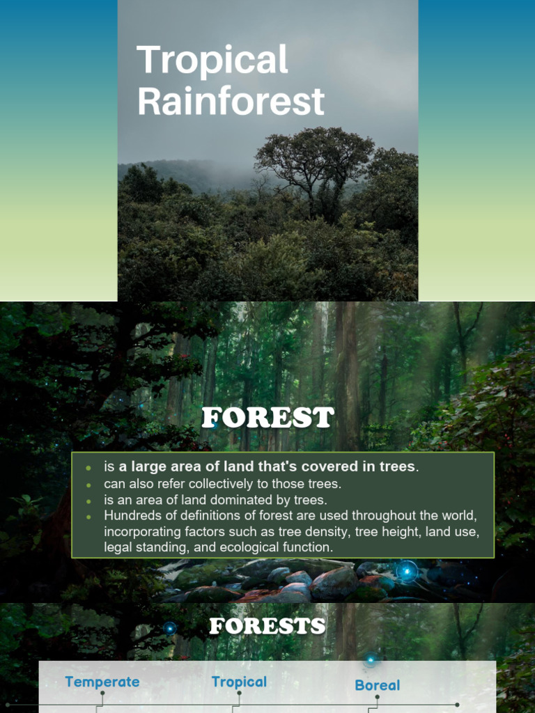 T3-Tropical Rainforest | PDF | Rainforest | Forests
